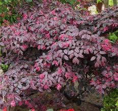 Image result for Scytopetalum pierreanum