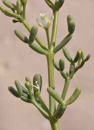 Image result for Zygophyllum cuneifolium