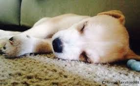 Complete Guide To Husky Pitbull Mix Breed Dog Husky Pitbull Mix Pitbull Mix Pitbull Mix Breeds