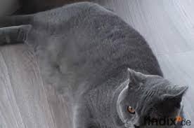 Gibt es rassetypische krankheiten bei der britisch kurzhaar? Britisch Kurzhaar Katzen Abzugeben Findix De