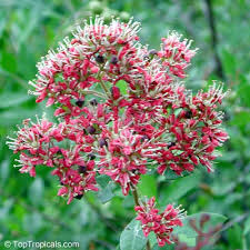 Image result for Lawsonia