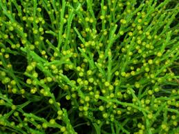 Image result for Psilotum nudum
