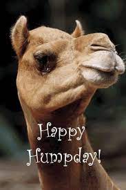 But some camels only have 1 hump? Pin On Greetings For The Day And Miscellaneous