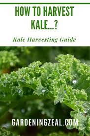How To Harvest Kale Kale Harvesting Harvesting Kale Kale Harvest