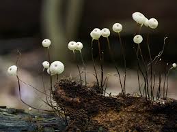 Image result for Marasmius rotula