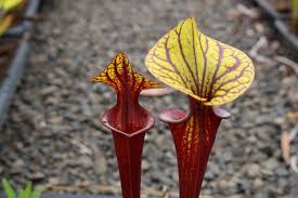 Image result for Pearsonia flava