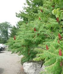 Image result for Aedesia glabra