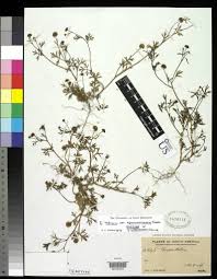 Image result for Chrysanthellum