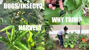 Over 500,000 people use growveg.tv every month. Garden Tips Tour Keep Bugs Away From The Plants More Vegetables Video Recipe Bhavna S Kitchen Youtube Gardening Tips Keep Bugs Away Plants
