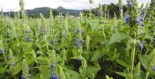Chia Seeds Chia Seeds Salvia Hispanica Plants