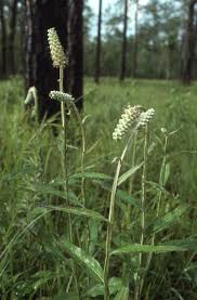 Image result for Pycnostachys ruandensis