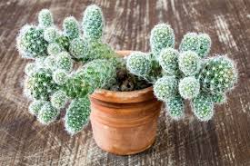 Congratulations on your purchase of cacti cuttings, and/or potted plant. Saving A Broken Cactus Thriftyfun
