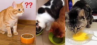 Mainan anak kucing adalah benda yang digunakan untuk membangun koneksi antara anda dan kucing peliharaan. Resepi Makanan Kucing Ayam Labu
