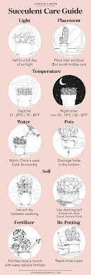 An Illustrated Guide To Caring For Your Succulents Collective Gen Succulents Planting Succulents Cacti And Succulents