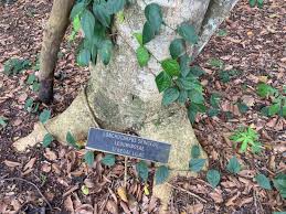 Image result for Lonchocarpus sericeus
