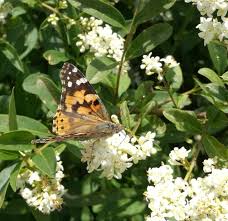 Image result for Komule střídavolisté