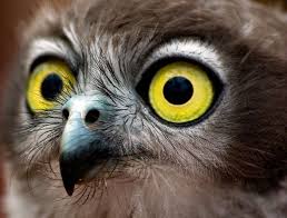 Bird With Big Eyes Name Big Eyes 20 Owl Animals Pet Birds