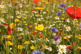 Maybe you would like to learn more about one of these? Wildflower Zone 6 Varieties Selecting Wildflowers For Zone 6 Planting
