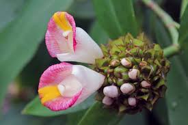 Image result for Costus afer