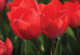 In another pot, this is a small plant from this year which did not. 41 Types Of Red Flowers Proflowers Blog