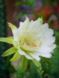 Use them in commercial designs under lifetime, perpetual & worldwide rights. Cereus Peruvianus Learn More About The Night Blooming Cereus