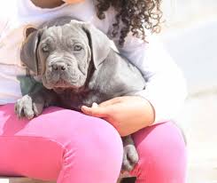 His vision was to put the health and happiness of all his pets. Cria De Cane Corso Venta De Cane Corsos Comprar Cachorros Cane Corso Online