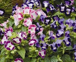 Torenia Mixed Pohlmans Flower Seedlings Spring Flowers Flower Garden