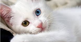 Jika anda memutuskan untuk merawat kucing, jangan lupa untuk memberi nama untuk kucing yang benar.kebanyakan pemilik memberi nama sesuai dengan perilaku atau bentuk fisik kucing. Nama Kucing Nabi Muhammad Saw 81021 Nama Untuk Kucing Comel Lucu Dan Unik