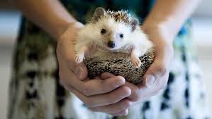 Choose from variety of small pets for sale. Have A Hedgehog Beware Of Pets Spreading Salmonella