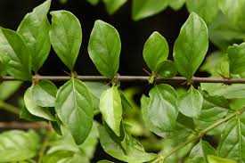 Image result for Canthium