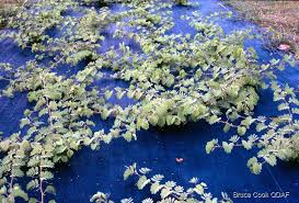 Image result for Aeschynomene tenuirama