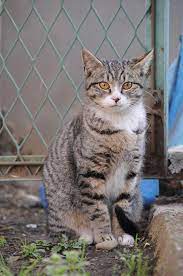 How tall can a tabby cat get? File Mackerel Tabby Cat With Orange Eyes Hisashi 02 Jpg Wikimedia Commons