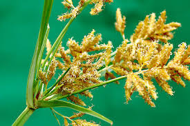 Image result for Cyperus esculentus