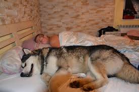 To keep your pet healthy, we suggest regular vet checkups, a nourishing diet, and an exercise routine. Informacje O Rasie Alaskan Malamute Alaskan Malamute Szczeniaki Hodowla Snomals