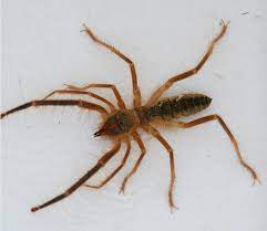 All we know is, it's probably tricky. Camel Spider Photo Ray Purser Photography Photos At Pbase Com
