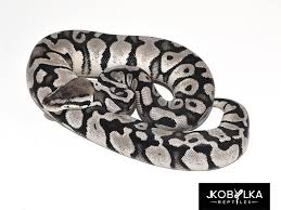 Albino Black Axanthic Ball Python Black Axanthic Pastel Morph List World Of Ball Pythons Ball Python