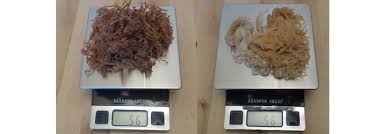 Real Sea Moss Or Fake Sea Moss Know The Difference Sea Moss Plant Based Diet Moss