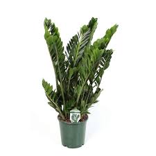 Image result for Zamiokulkas Zamioculcas
