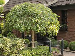 Der tote heißt udo quitt und war ihr nachbar. Grune Hangebuche Pendula Fagus Sylvatica Pendula Baumschule Horstmann