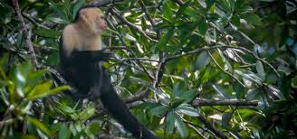 The latest tweets from corcovado national park experiences (@parkcorcovado). My Stupid Mistake While Hiking Corcovado National Park Costa Rica