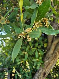 Image result for Euclea