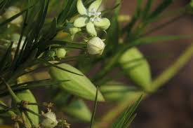 Image result for Kanahia laniflora