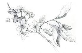 81 gambar sketsa flora fauna keren gambar co id. 18 Contoh Gambar Flora Dan Fauna Simple Dan Mudah Broonet