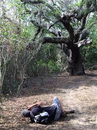 Image result for Newtonia hildebrandtii