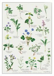 Moskusurt adoxa moschatellina moschatel adoxaceae : Poster A4 Spring Forest Koustrup Co