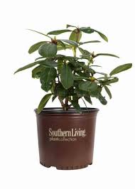 More about southgate rhododendrons rhododendrons grow well if their specific cultural needs are met. Southgate Brandi Rhododendron Shop With Plantsbymail Com