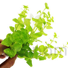 Maybe you would like to learn more about one of these? Mainam Lysimachia Nummularia Aurea Golden Creeping Jenny Freshwater Live Aquarium Plant Bundle Round Golden Leaves Buy Online In Bosnia And Herzegovina At Bosnia Desertcart Com Productid 76726454