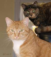Ginger Striped Tiger Cats Marmalade Orange Red Mackerel Tabby Genetic Makeup Orangekittyzeus