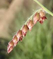 Image result for Urochloa serrata