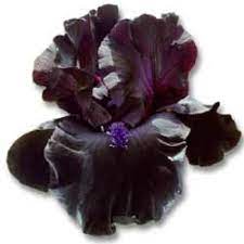 Black Iris National Flower Of Jordan Flowers Iris Flowers Popular Flowers